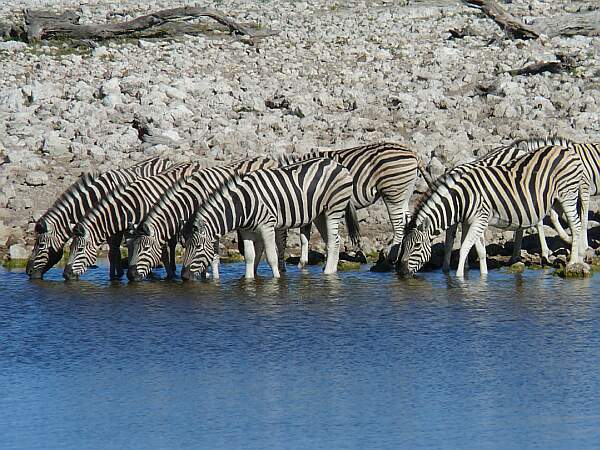 Burchell's Zebra