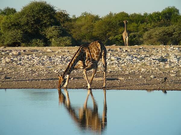 Drinking Giraffe