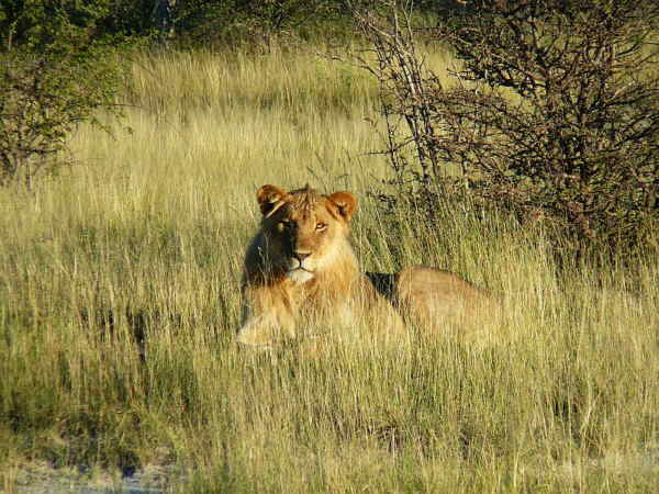 Katanga Lion