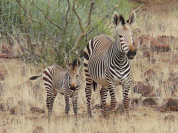 Mountain Zebra