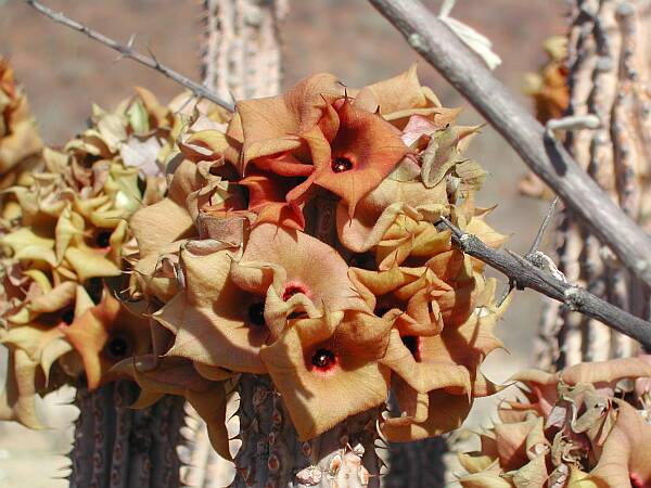 Namib Hoodia