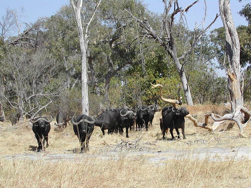 Caprivi