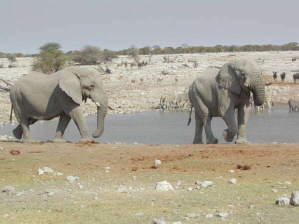 Etosha National Park