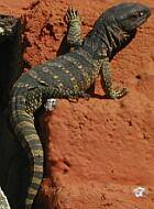 Juvenile Nile Monitor