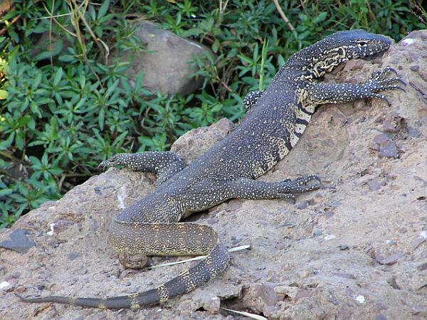 Nile Monitor