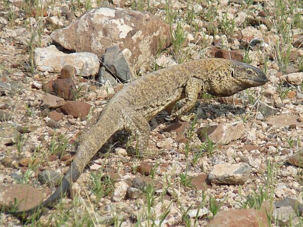 Rock Monitor